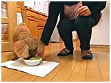 ここあ きょうのわんこ 写真5