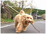 シャムス きょうのわんこ 写真4