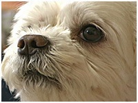 メル きょうのわんこ 写真1