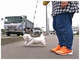 メル きょうのわんこ 写真4