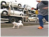 メル きょうのわんこ 写真5