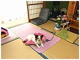 ルル きょうのわんこ 写真2