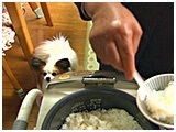 ルル きょうのわんこ 写真4