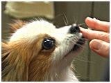 ルル きょうのわんこ 写真5