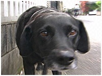 芽生(めい) きょうのわんこ 写真1