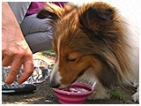 フラン きょうのわんこ 写真5