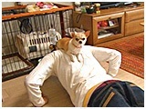 マロン きょうのわんこ 写真5