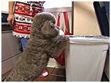 仁 きょうのわんこ 写真5