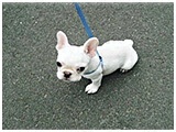 どん きょうのわんこ 写真3