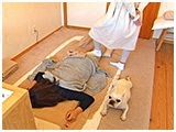 どん きょうのわんこ 写真5