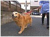 ロッキー きょうのわんこ 写真2