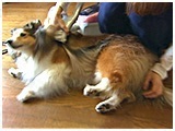 ちい子 きょうのわんこ 写真4