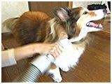 ちい子 きょうのわんこ 写真5