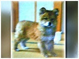 春 きょうのわんこ 写真3