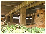 春 きょうのわんこ 写真4