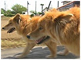 春 きょうのわんこ 写真5