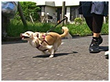 ココア きょうのわんこ 写真2