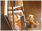ココア きょうのわんこ 写真5
