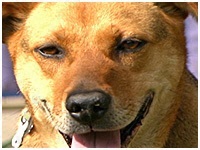 はる きょうのわんこ 写真1