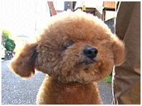 モコ きょうのわんこ 写真1