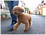 モコ きょうのわんこ 写真2