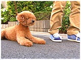 モコ きょうのわんこ 写真3