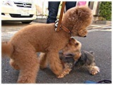 モコ きょうのわんこ 写真5