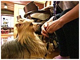 らみ きょうのわんこ 写真4