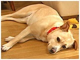 真央 きょうのわんこ 写真2