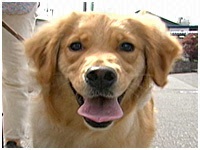 シナモン きょうのわんこ 写真1