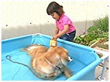 シナモン きょうのわんこ 写真5