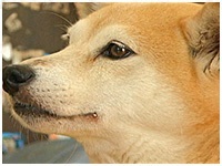 こまち きょうのわんこ 写真1