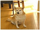 こまち きょうのわんこ 写真2
