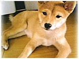 こまち きょうのわんこ 写真3