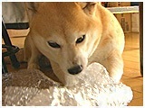 こまち きょうのわんこ 写真4
