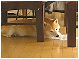 こまち きょうのわんこ 写真5