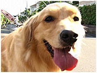 Birdie(バーディー) きょうのわんこ 写真1