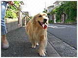 Birdie(バーディー) きょうのわんこ 写真2