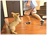 リボン きょうのわんこ 写真3