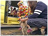 リボン きょうのわんこ 写真5