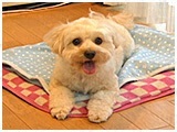 メル きょうのわんこ 写真2