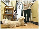 メル きょうのわんこ 写真3