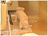 メル きょうのわんこ 写真5