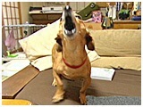 茶太郎 きょうのわんこ 写真3
