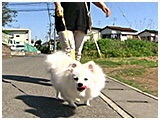 凜太朗 きょうのわんこ 写真2