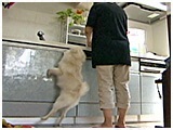 凜太朗 きょうのわんこ 写真3