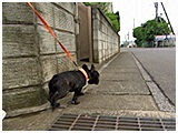 ぽこみ きょうのわんこ 写真3