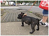 ぽこみ きょうのわんこ 写真4