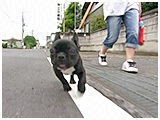 ぽこみ きょうのわんこ 写真5