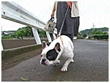 きなこ きょうのわんこ 写真2